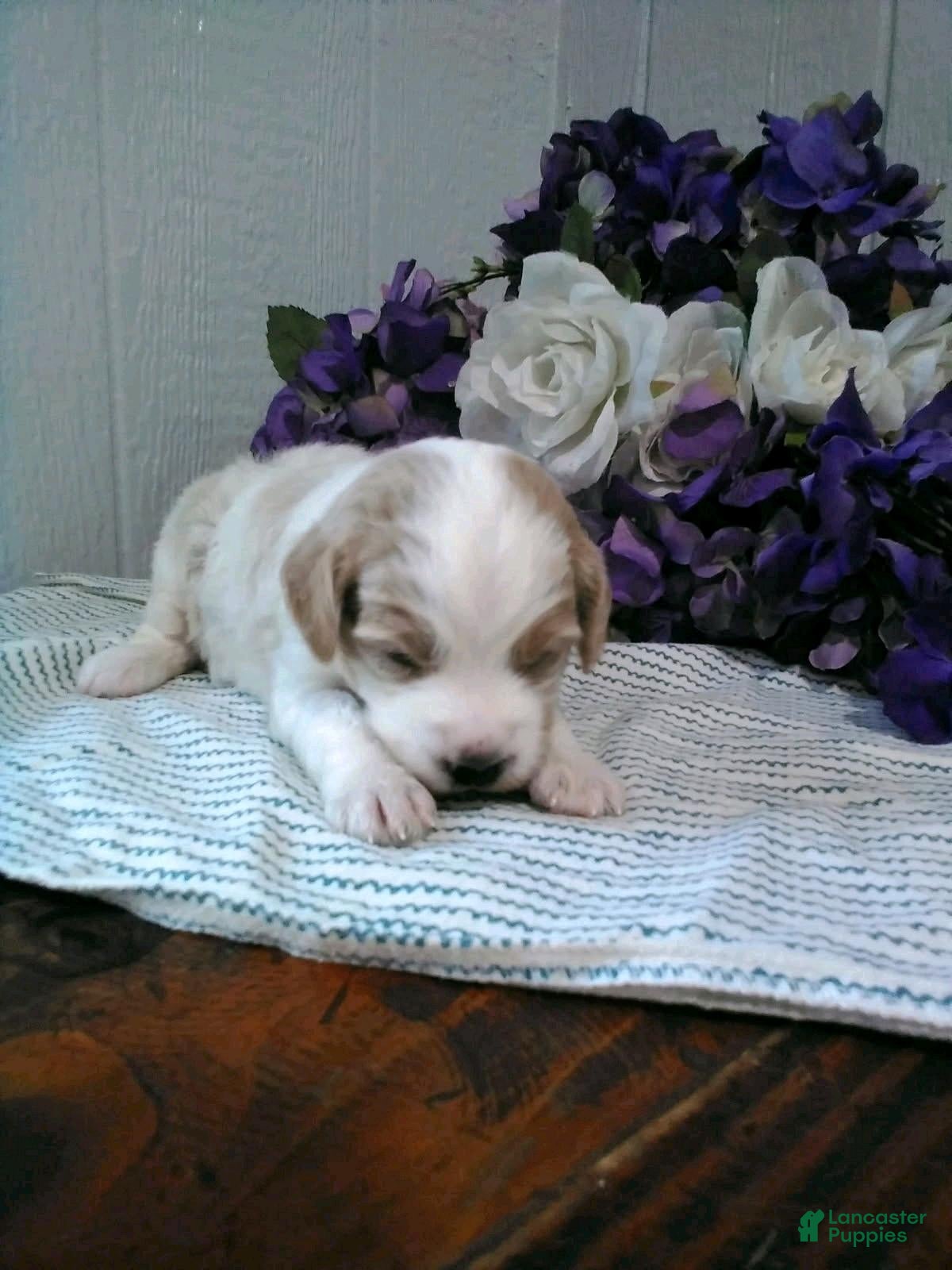 Mini Goldendoodle dogs for sale: Beatrice - Ad 2
