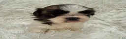Shih Tzu dogs for sale: Chloe - Ad 6