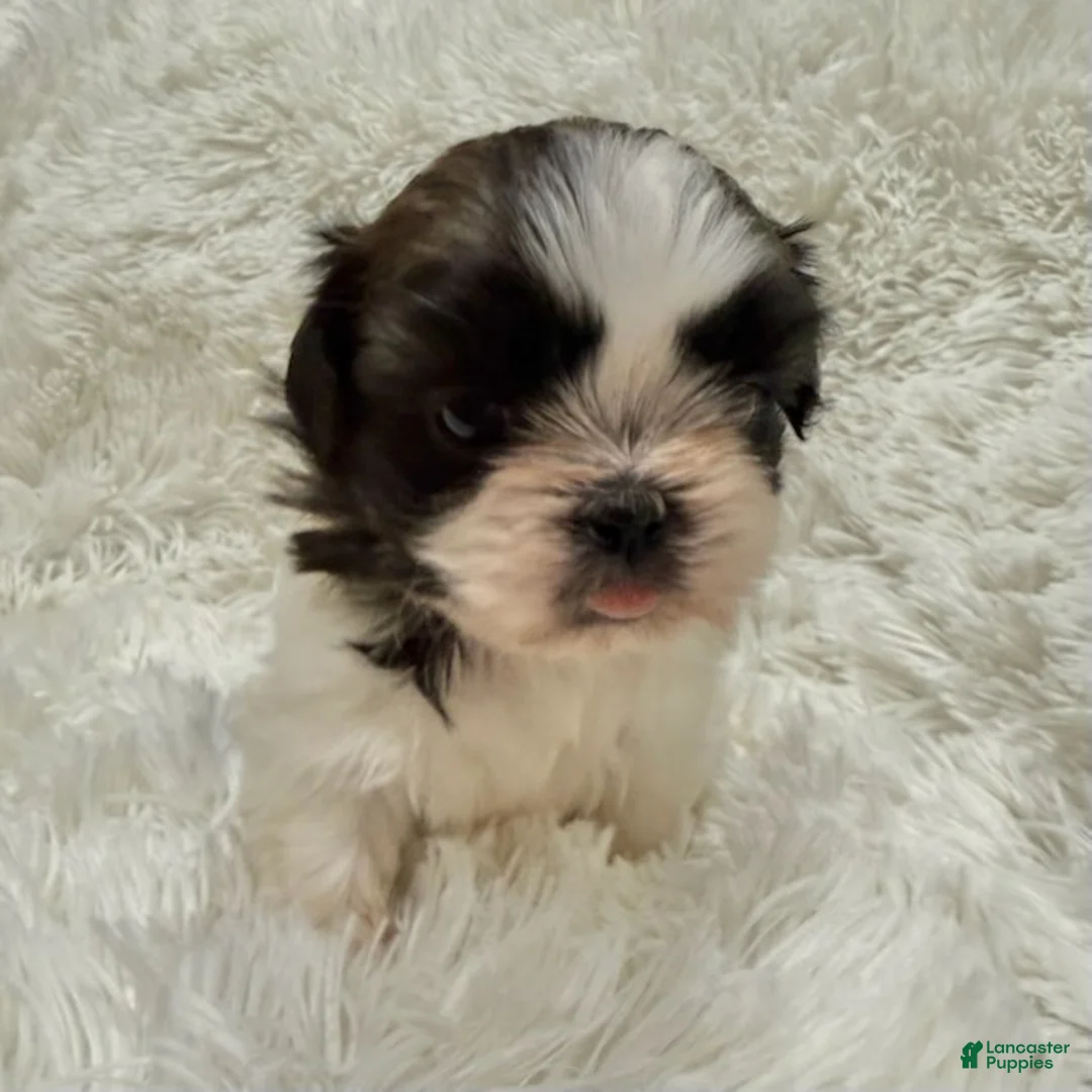 Shih Tzu dogs for sale: Chloe - Ad 6