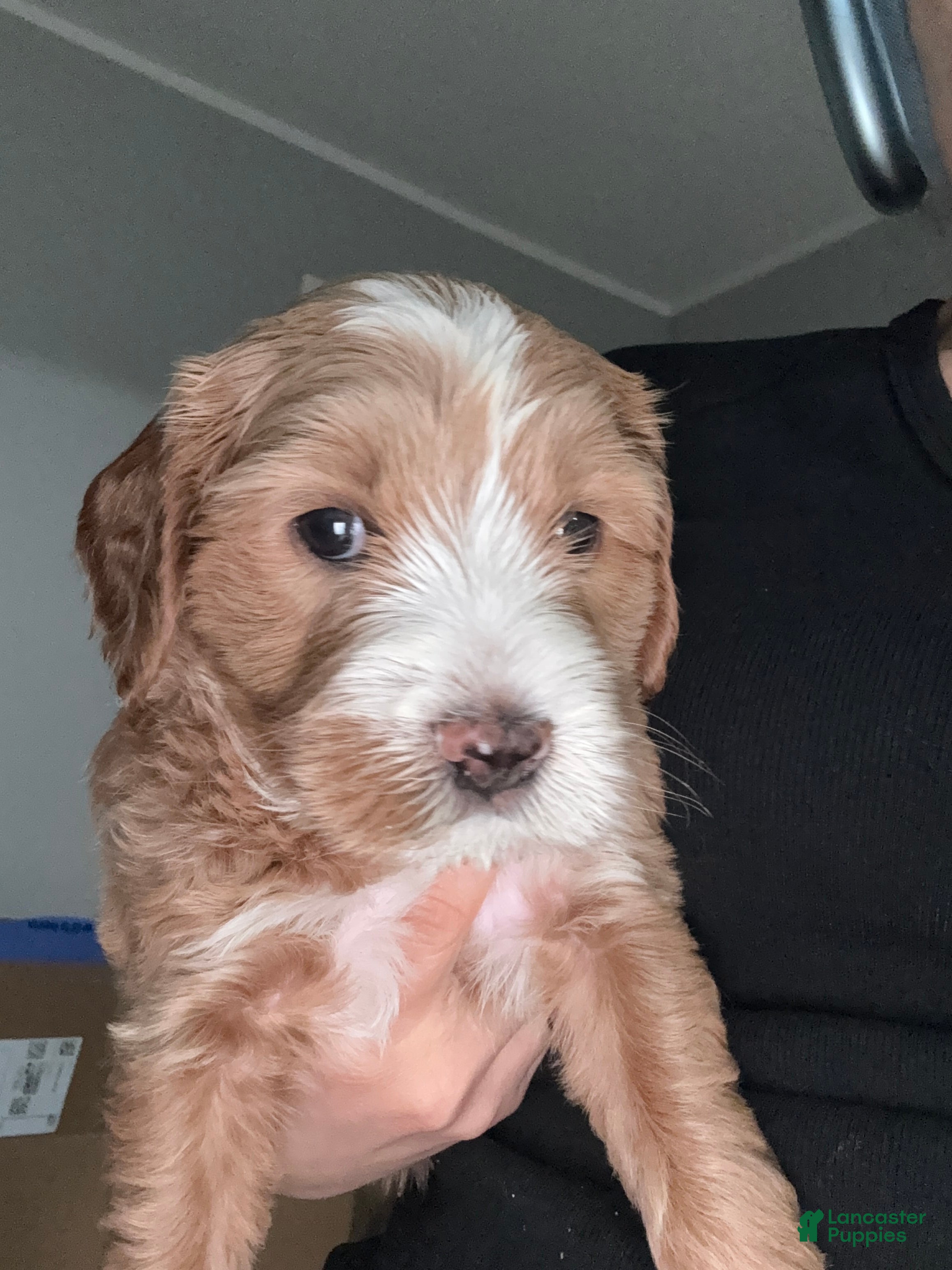 Australian Labradoodle dogs Australian Labradoodle Puppy 5 - Ad 3