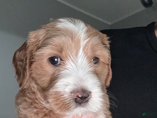 Australian Labradoodle dogs - Ad 8