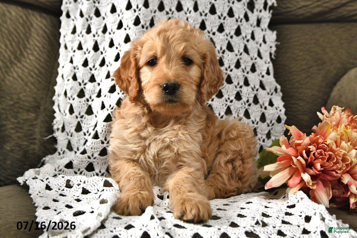 Goldendoodle dogs Candy - Ad 1