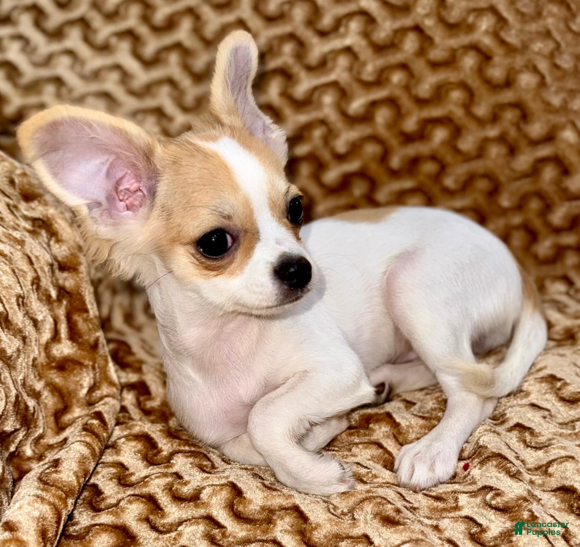 Chihuahua dogs Cookie - Ad 1