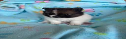 Pomeranian dogs for sale: Pomeranian 2 - Ad 9