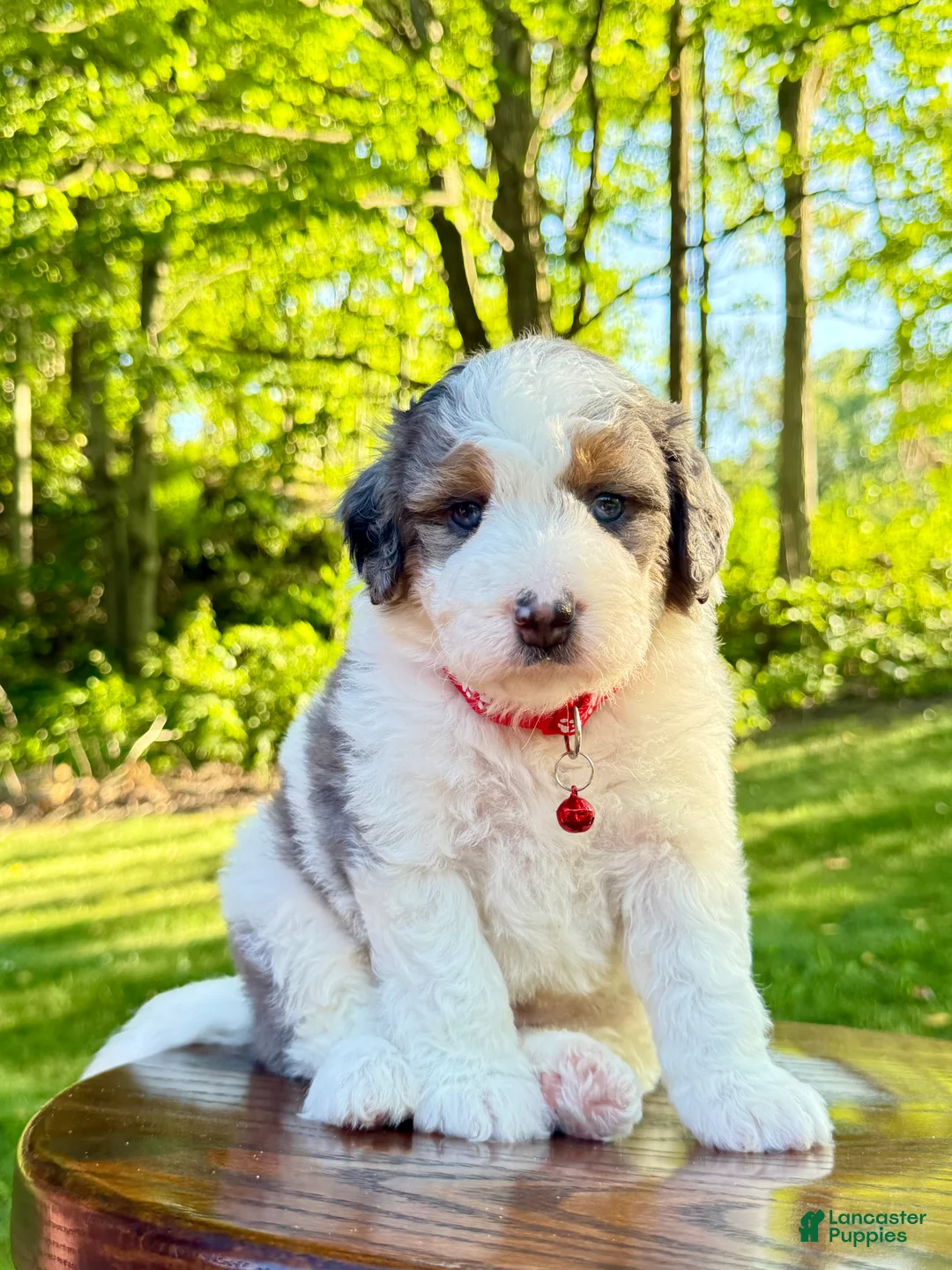 Mini Bernedoodle dogs for sale: Enzo   (F1b) ♥️ - Ad 2