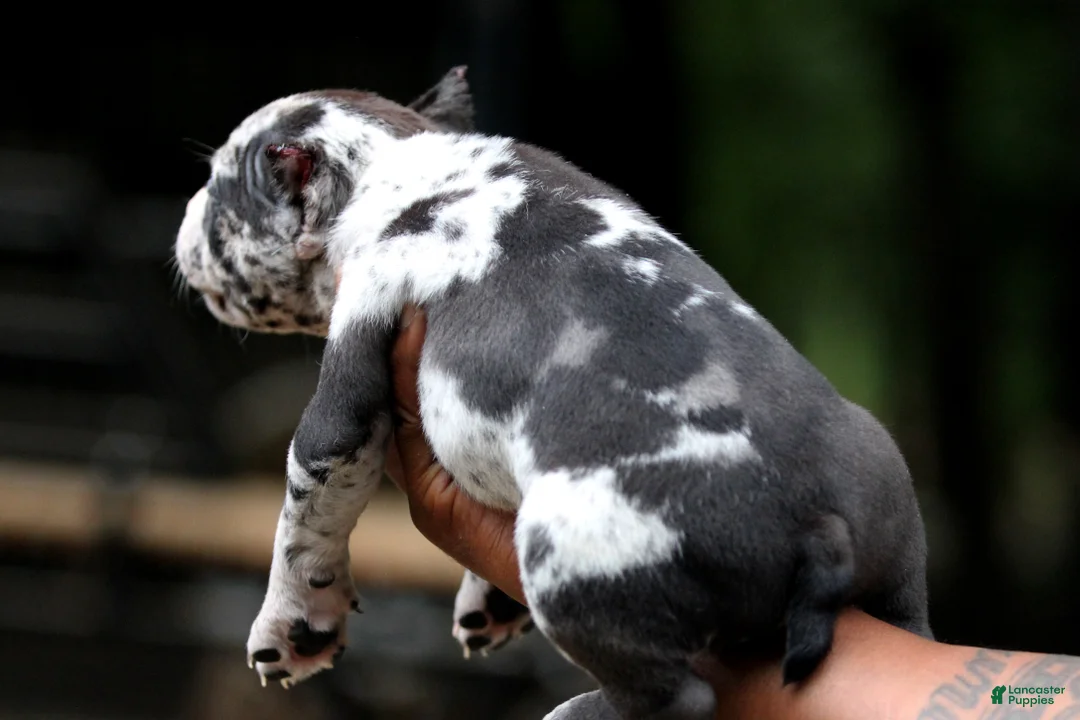 American Bully dogs for sale: Black Merle Male - Ad 10