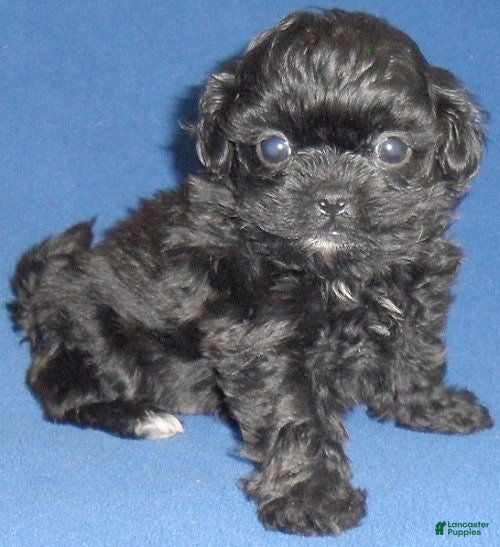 Shihpoo dogs Toby - Ad 1