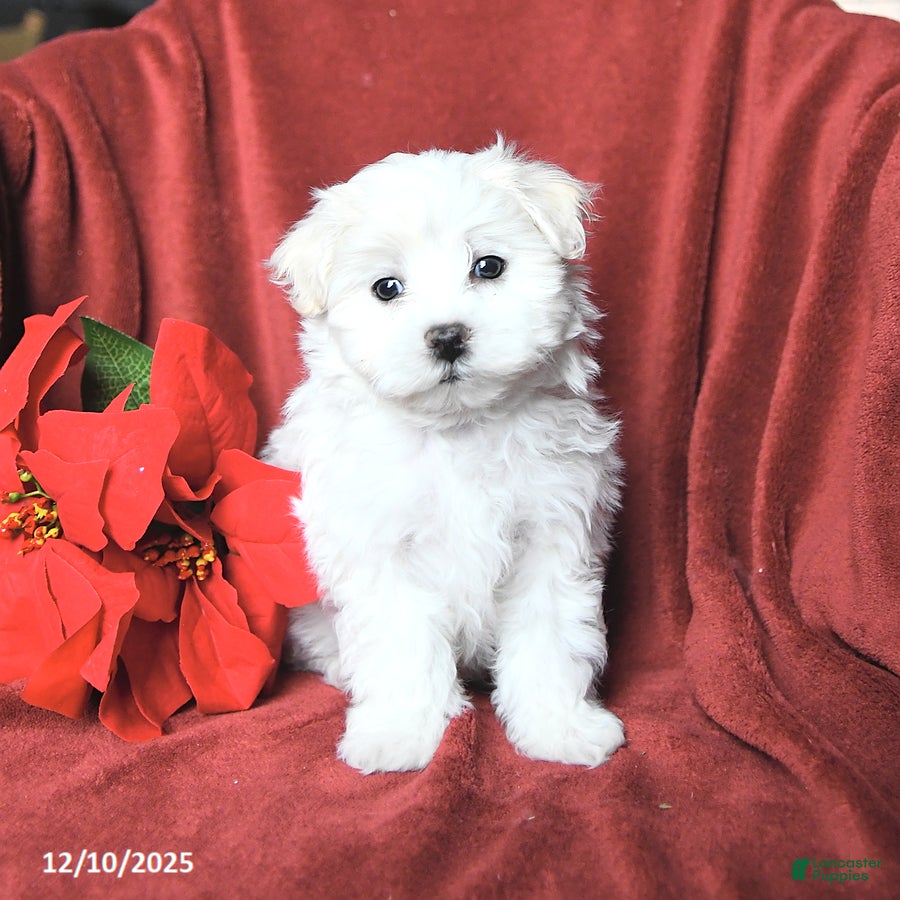 Maltese dogs Jingles - Ad 15