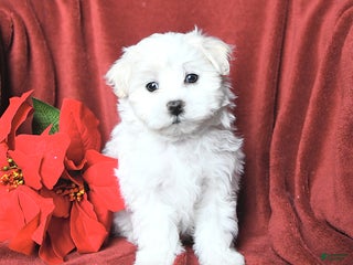 Maltese dogs Jingles - Ad 26