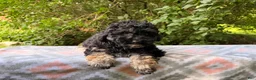 Eskipoo dogs for sale: Tootsie - Ad 3