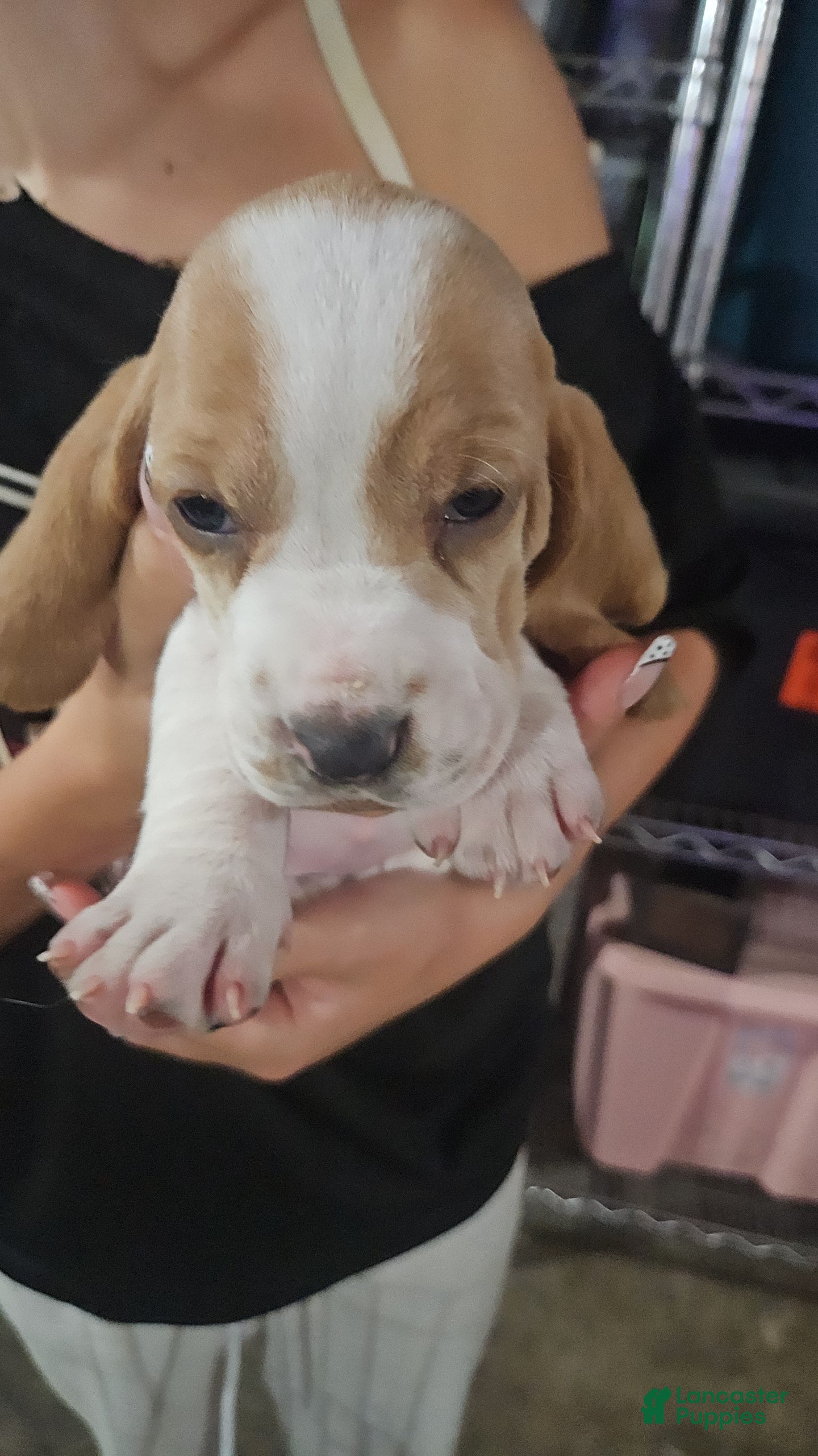 Basset Hound dogs Dandelion  - Ad 23