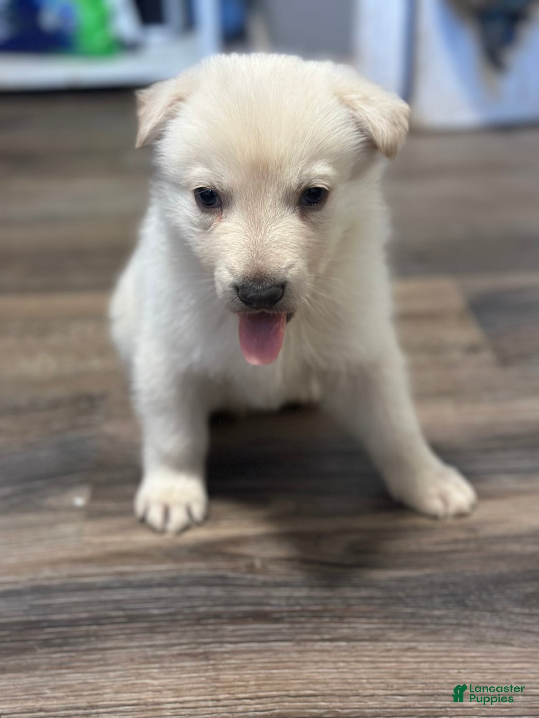 German Shepherd dogs for sale: German Shepherd Puppy 1 - Ad 3