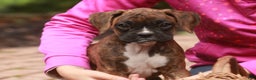 Boxer dogs for sale: Elsie - Ad 7