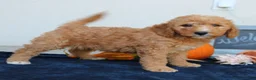 Mini Goldendoodle dogs for sale: Milo  - Ad 2