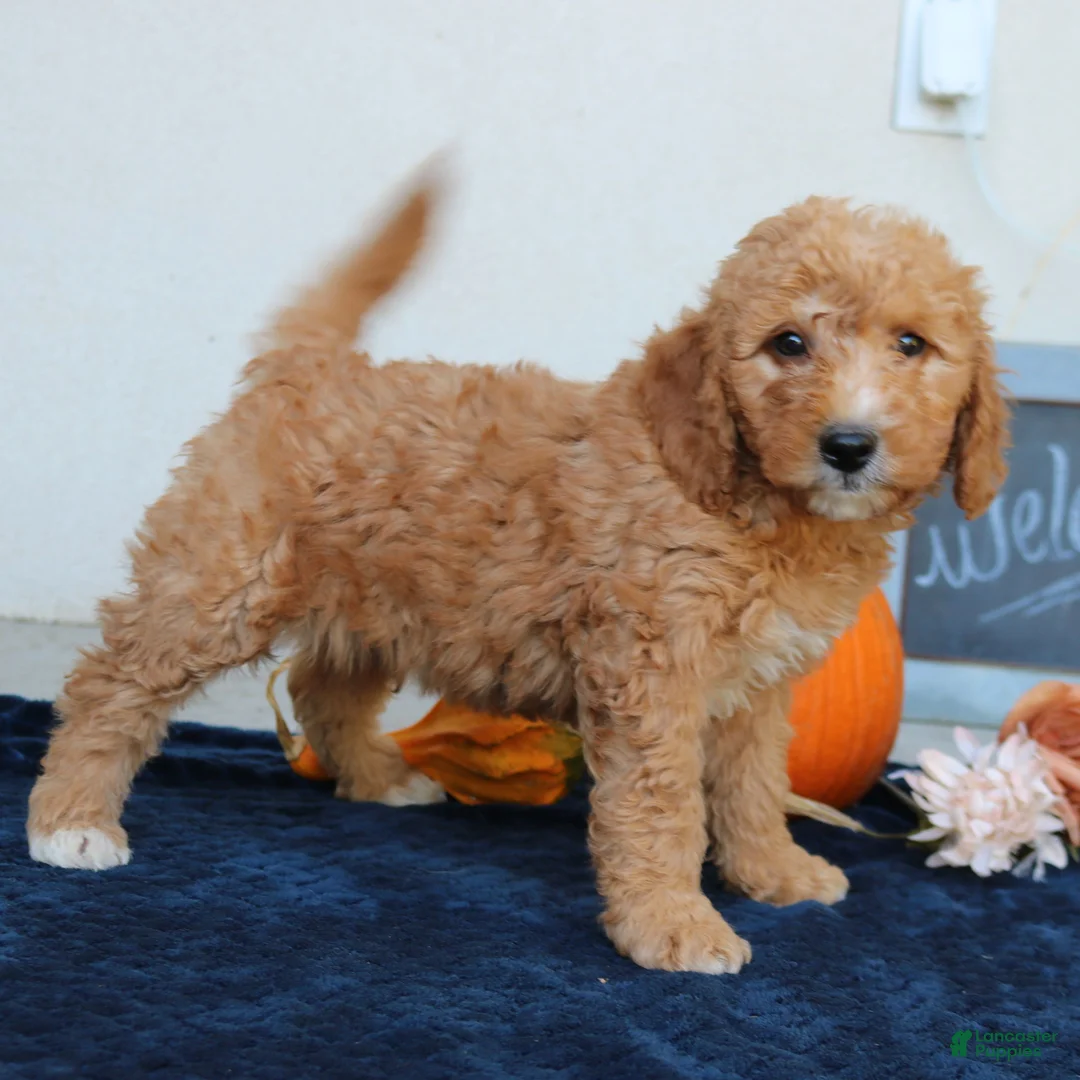 Mini Goldendoodle dogs for sale: Milo  - Ad 2