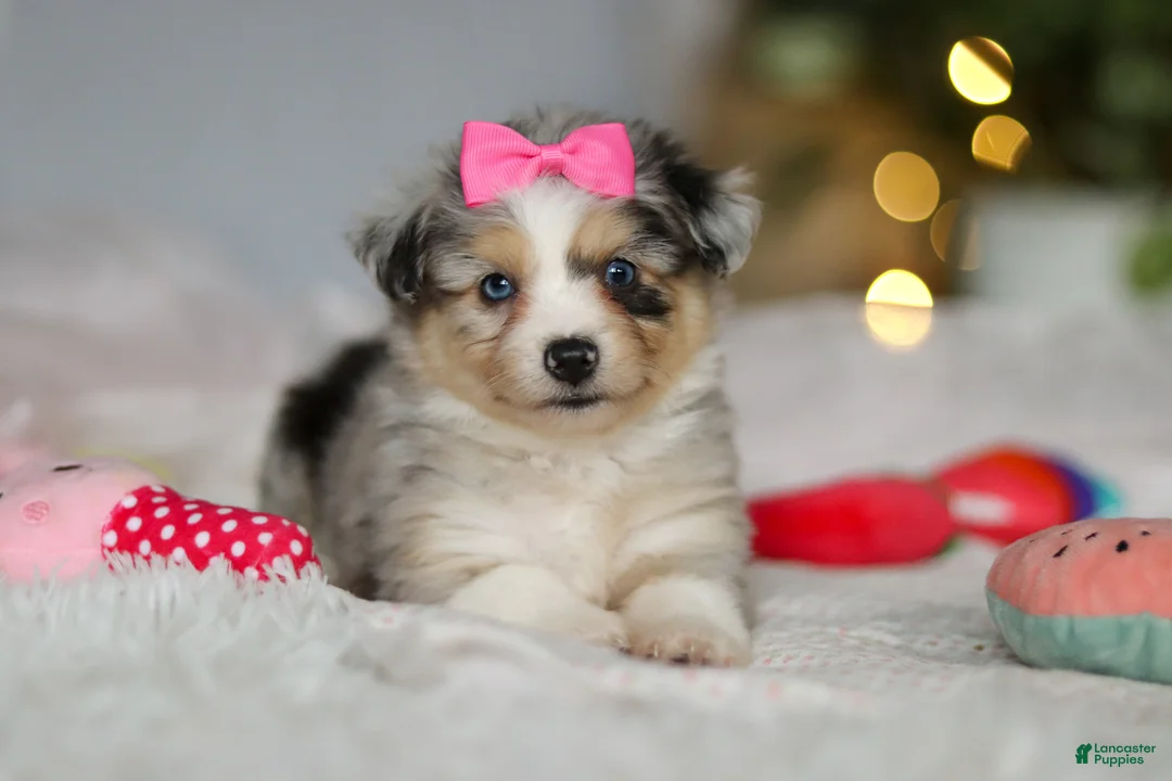 Mixed Breed dogs for sale: Bella - Ad 9