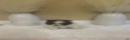 Pomeranian dogs for sale: Pomeranian 2 - Ad 2