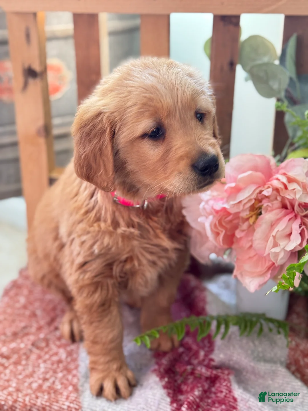 Golden Retriever dogs for sale: Reese - Ad 11