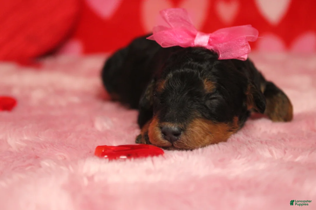 Mixed Breed dogs for sale: Cupid  - Ad 2