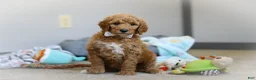 Standard Poodle dogs for sale: Josie AKC - Ad 7