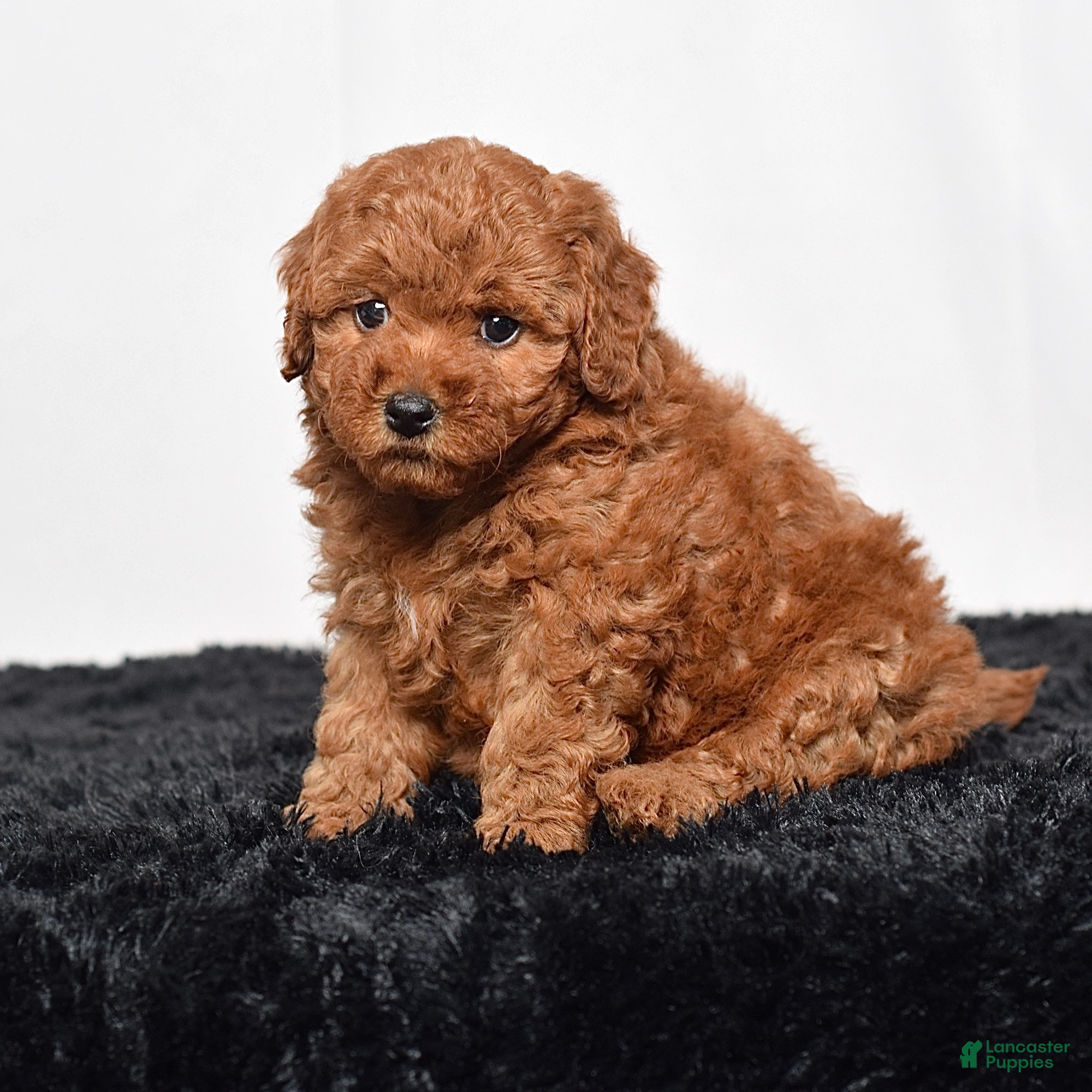 Mini Goldendoodle dogs for sale: Maddie - Ad 3
