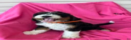 Mini Bernedoodle dogs for sale: OAKLEY - Ad 5