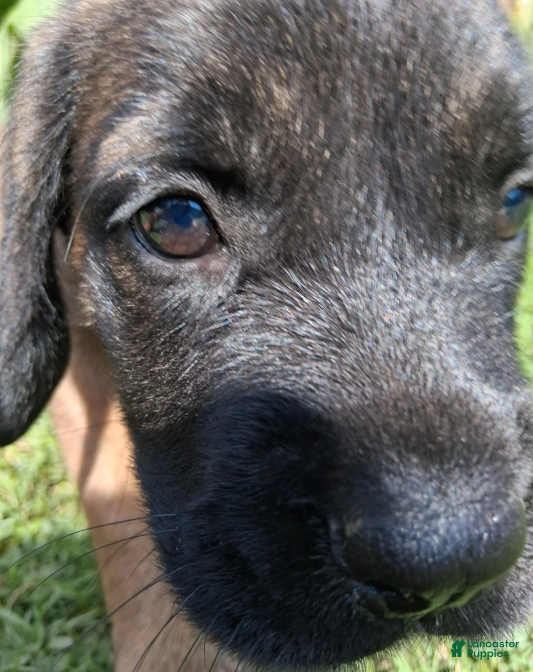 English Mastiff dogs for sale: Georgia - Ad 5