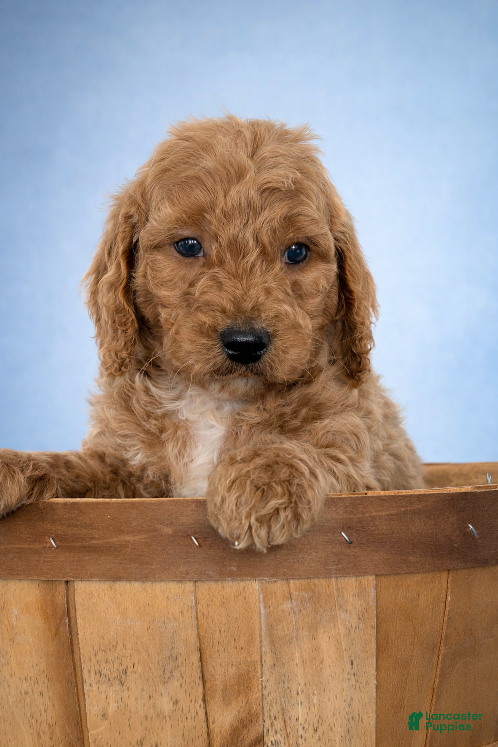 Mini Goldendoodle dogs Connor - Ad 1