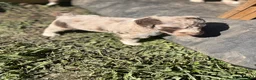 Aussiedoodle dogs for sale: Toots - Ad 3