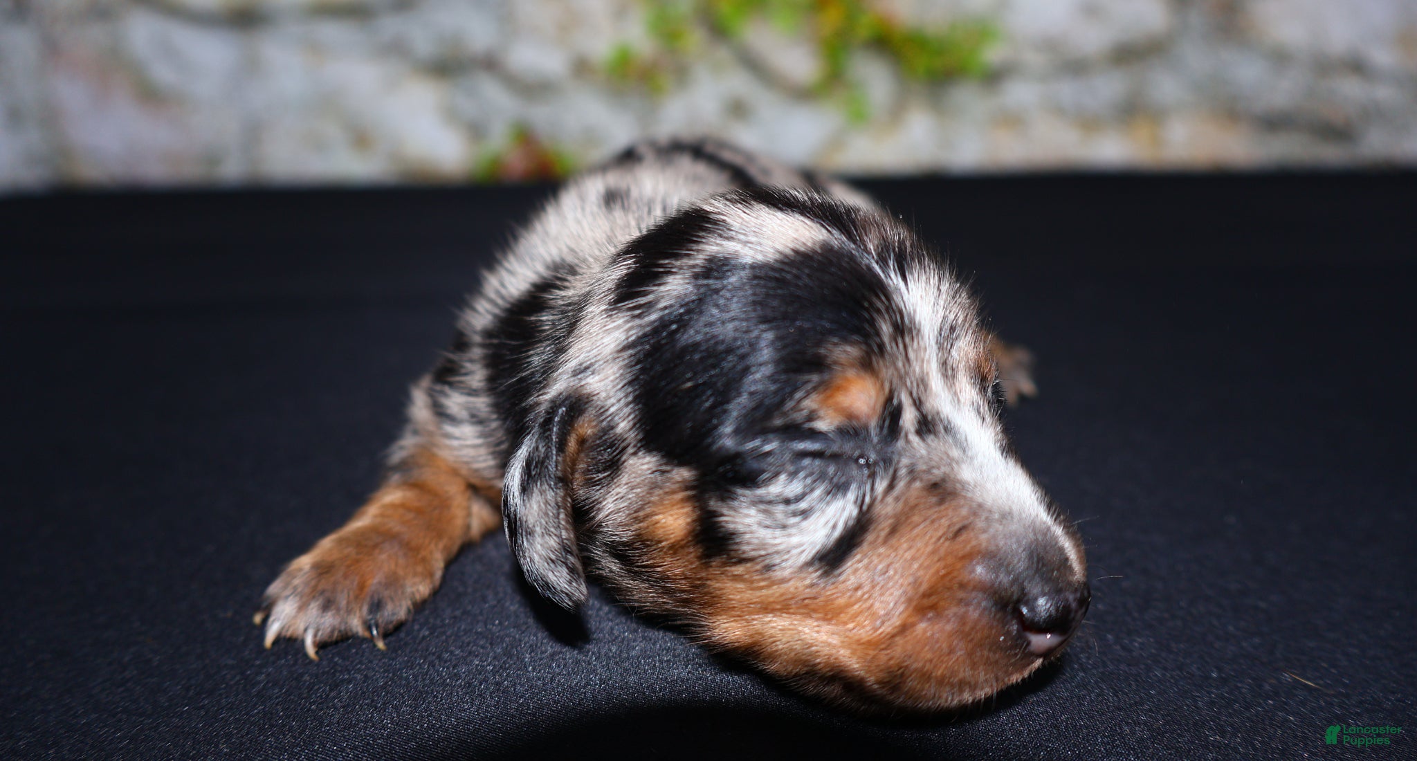 Miniature Dachshund dogs Miniature Dachshund Puppy 4 - Ad 1