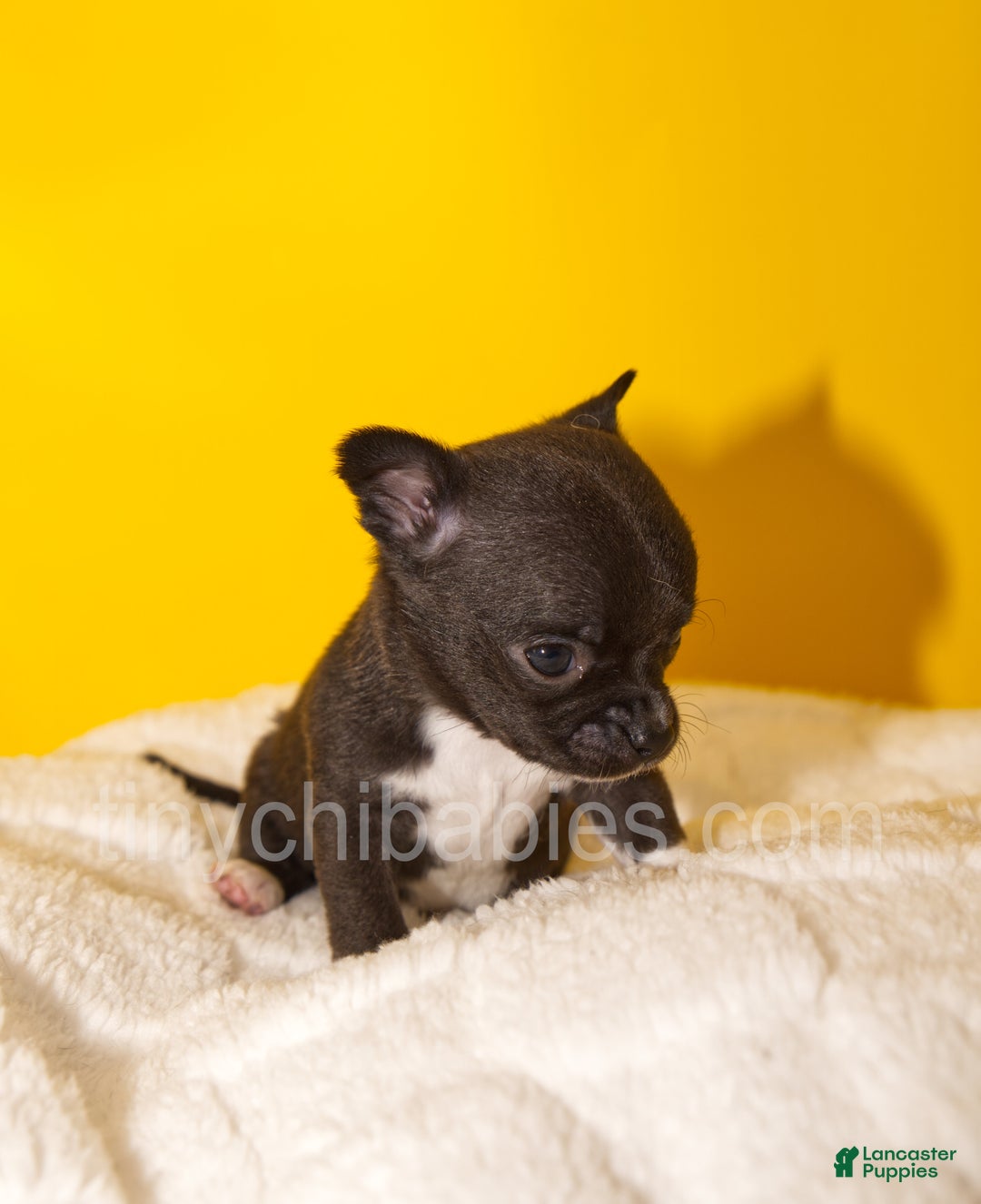 Chihuahua dogs for sale: Lola - Ad 5