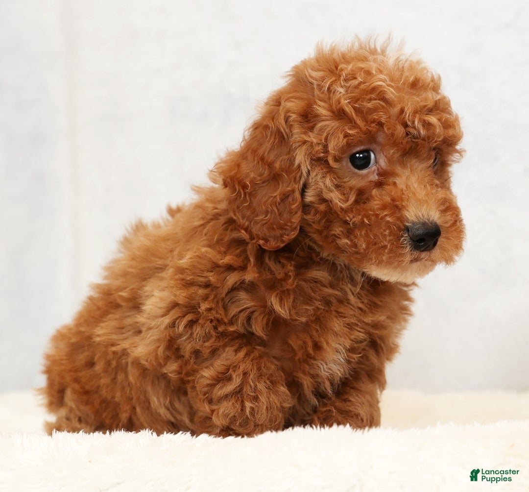 Bichpoo dogs for sale: Ethan - Ad 6