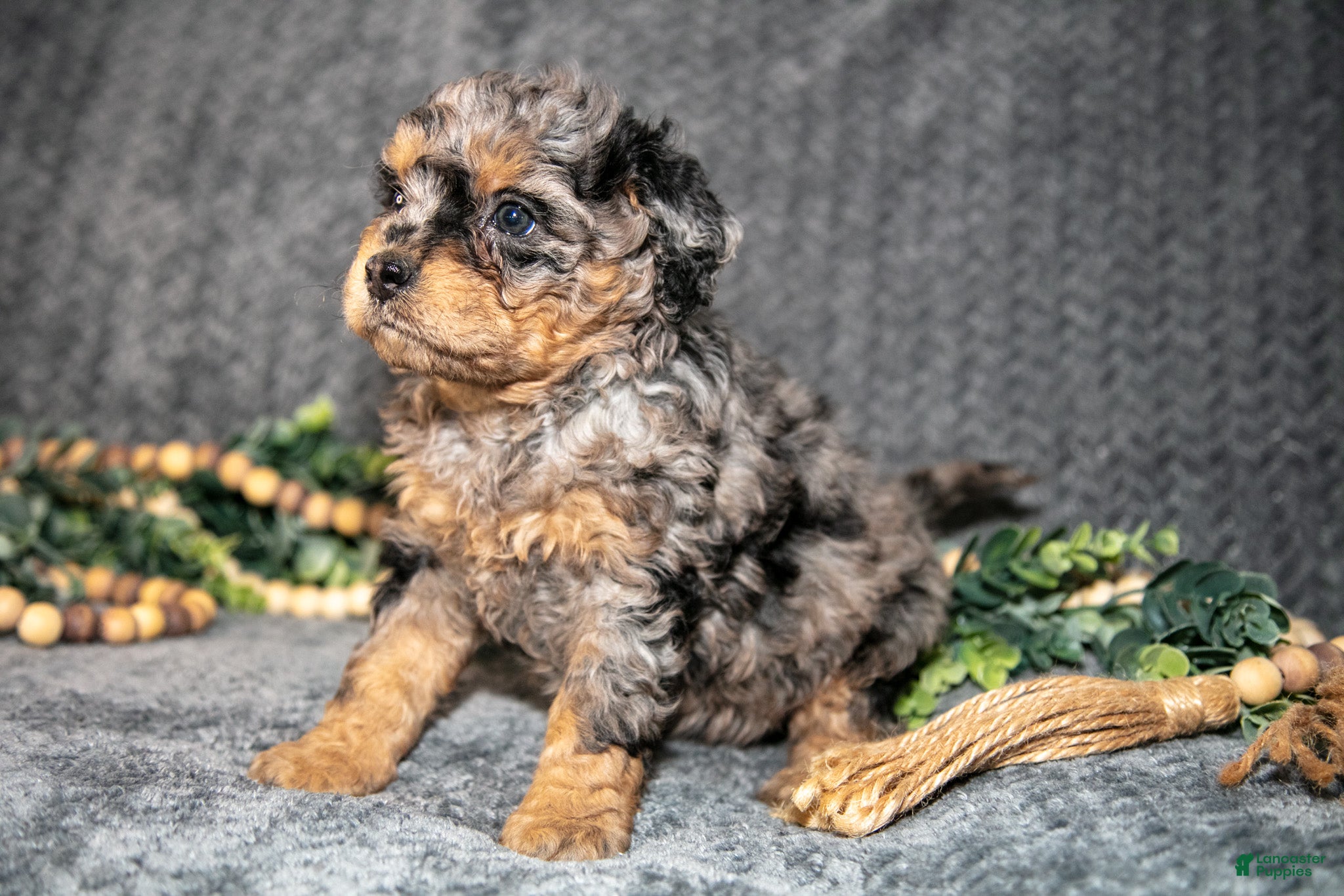 Mini Bernedoodle dogs Dolly - Ad 2