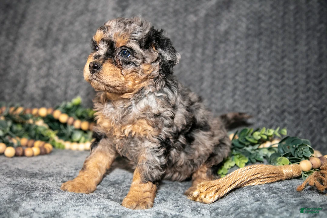 Mini Bernedoodle dogs for sale: Dolly - Ad 2