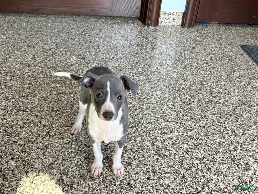 Italian Greyhound dogs for sale: Lanae - Ad 6