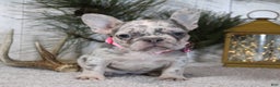 French Bulldog dogs for sale: Prada - Ad 4
