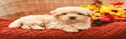 Maltipoo dogs for sale: Jolene - Ad 4