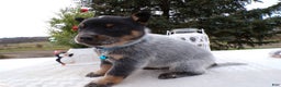 Australian Cattle Dog dogs for sale: Australian Cattle Dog Puppy 6 Uranus - Ad 3