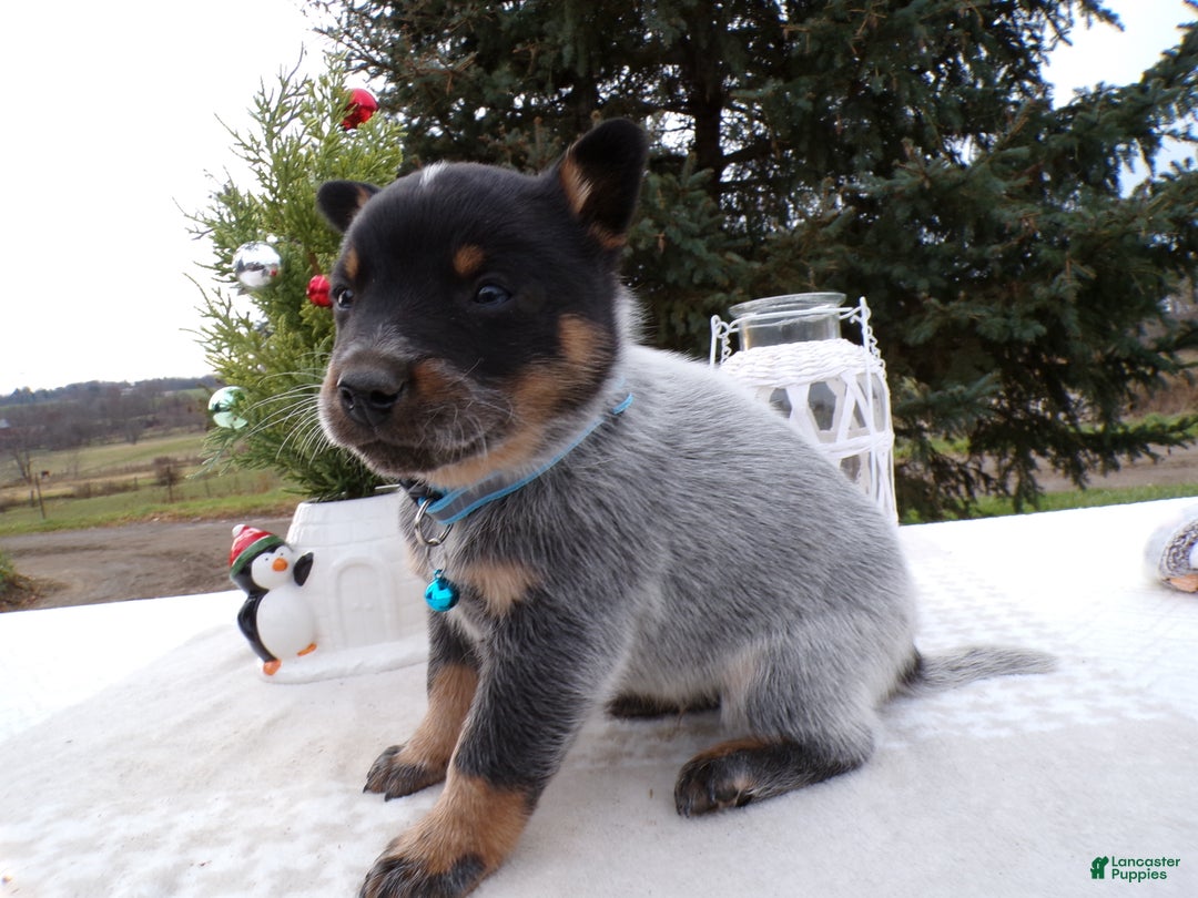 Australian Cattle Dog dogs for sale: Australian Cattle Dog Puppy 6 Uranus - Ad 3