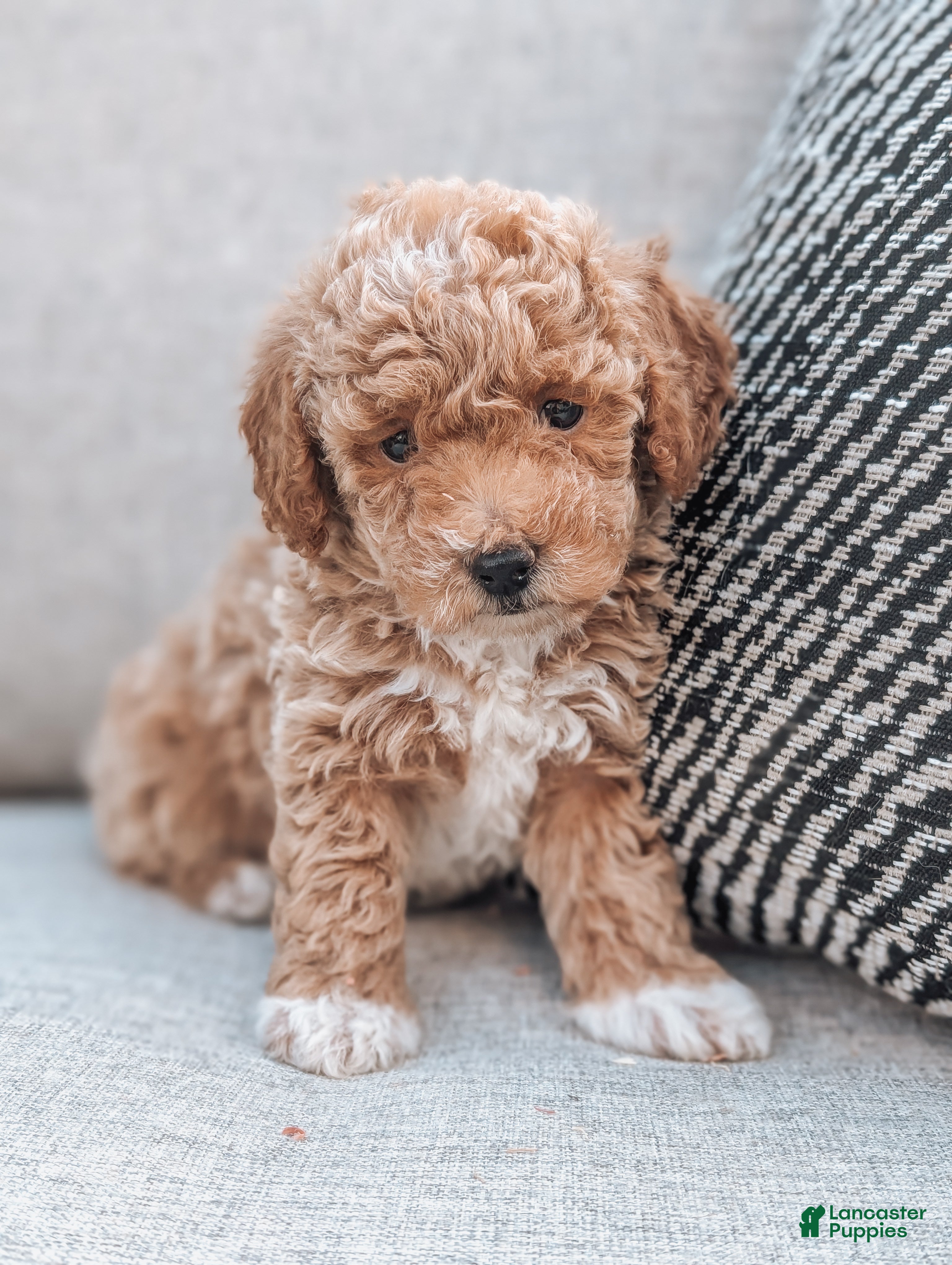 Bichpoo Puppies for sale Lancaster Puppies