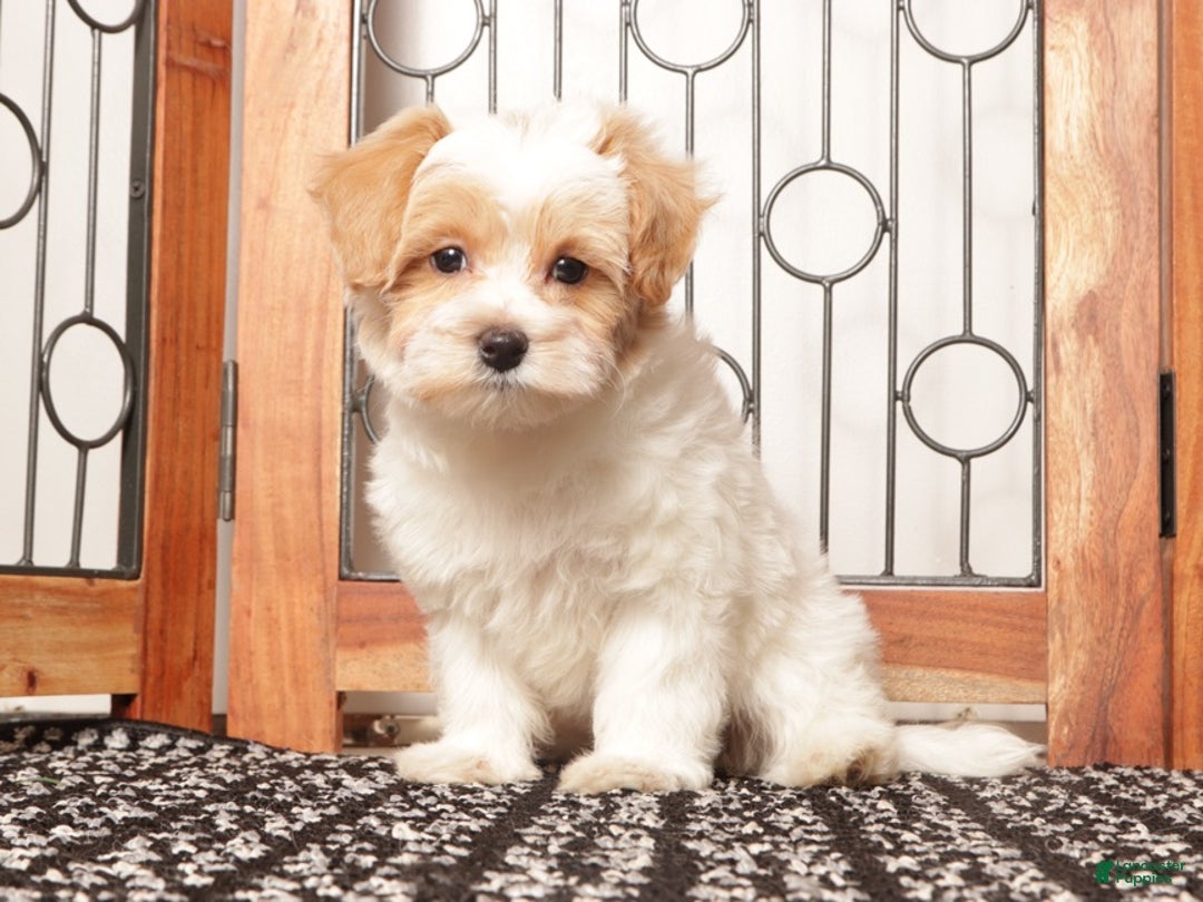 Maltipoo dogs for sale: Pippa Female Maltipoo - Ad 3