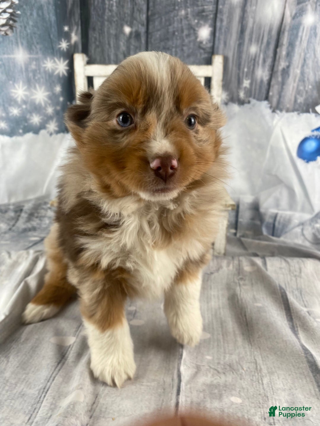 Australian Shepherd dogs for sale: Nova - Ad 11