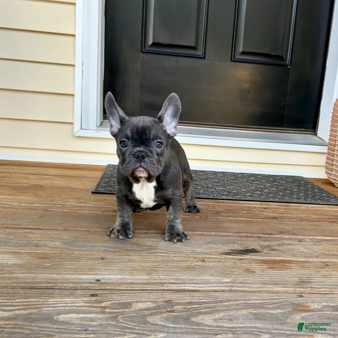 French Bulldog dogs French Bulldog Puppy 3 - Ad 10