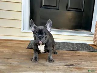 French Bulldog dogs French Bulldog Puppy 3 - Ad 10
