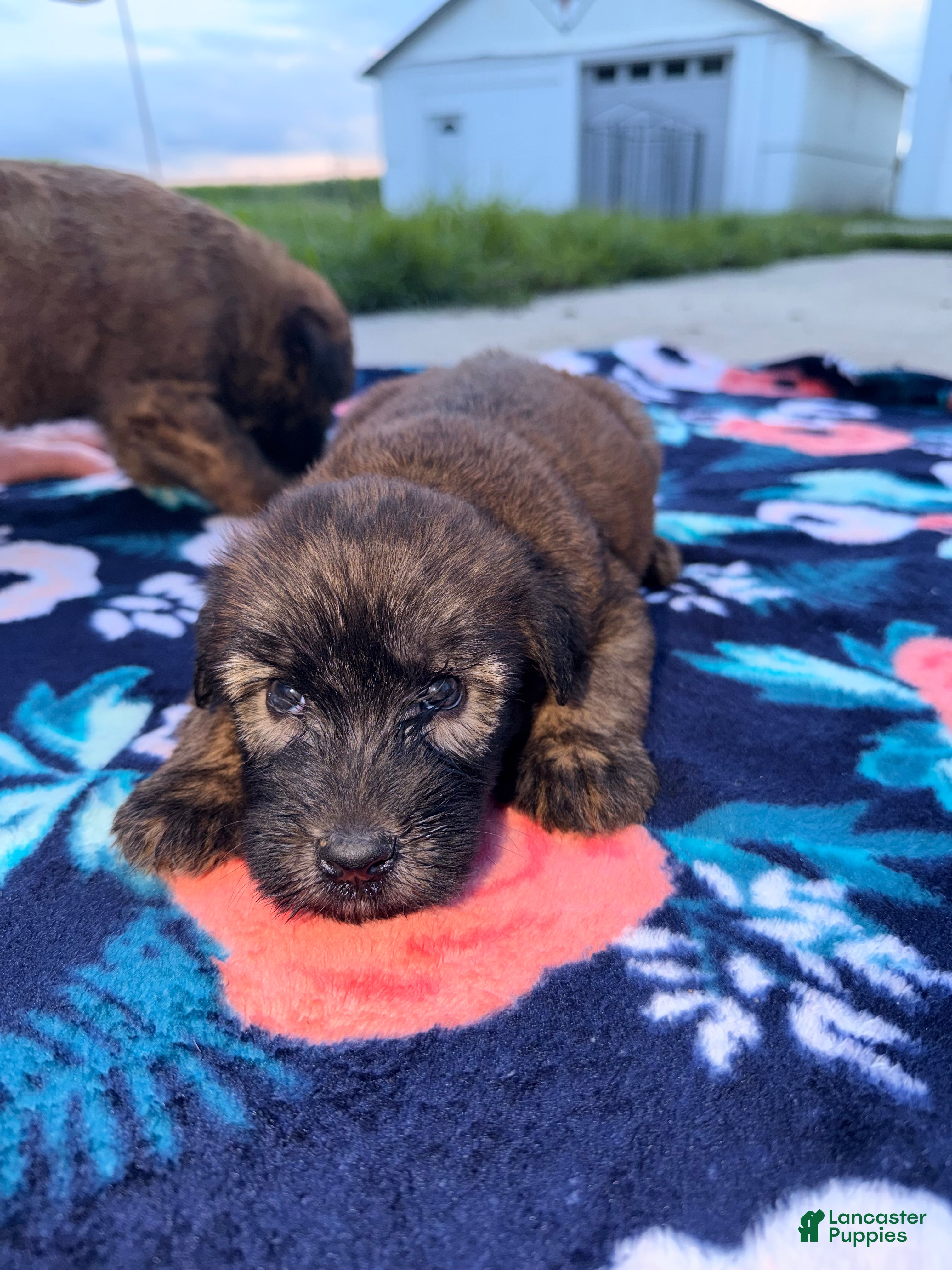 Soft Coated Wheaten Terrier dogs Soft Coated Wheaten Terrier 2 - Ad 5