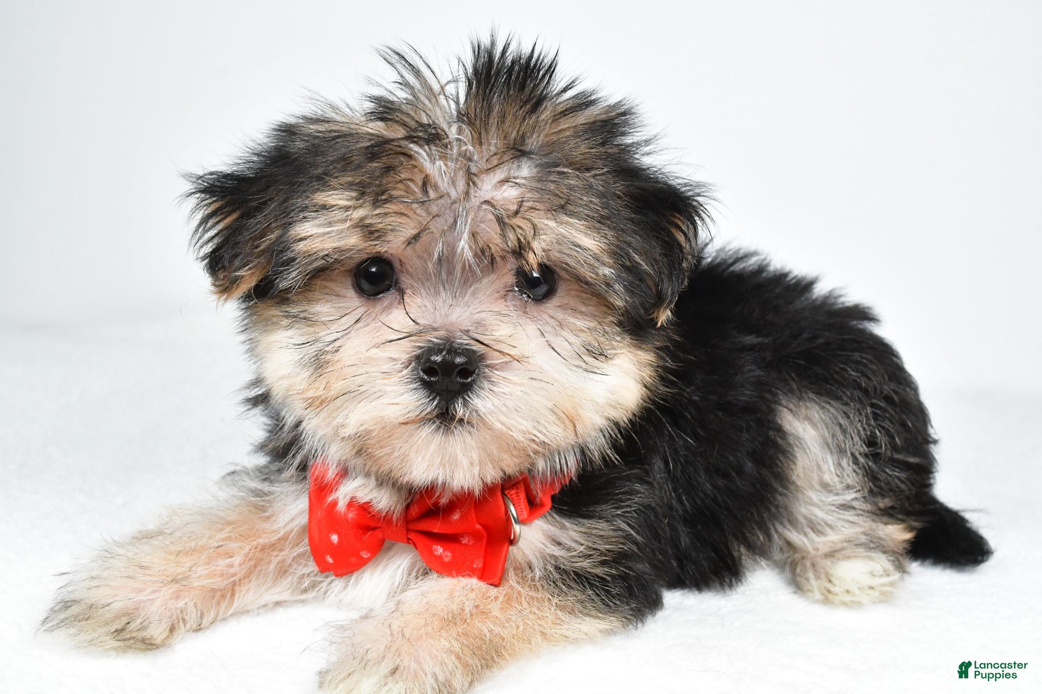 Morkie dogs Zain - Ad 2