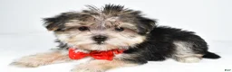 Morkie dogs for sale: Zain - Ad 2