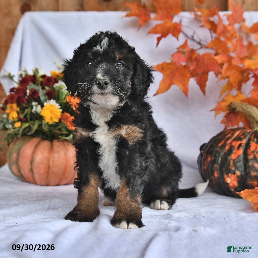Bernedoodle dogs Cody - Ad 2