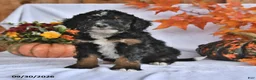Bernedoodle dogs for sale: Cody - Ad 2
