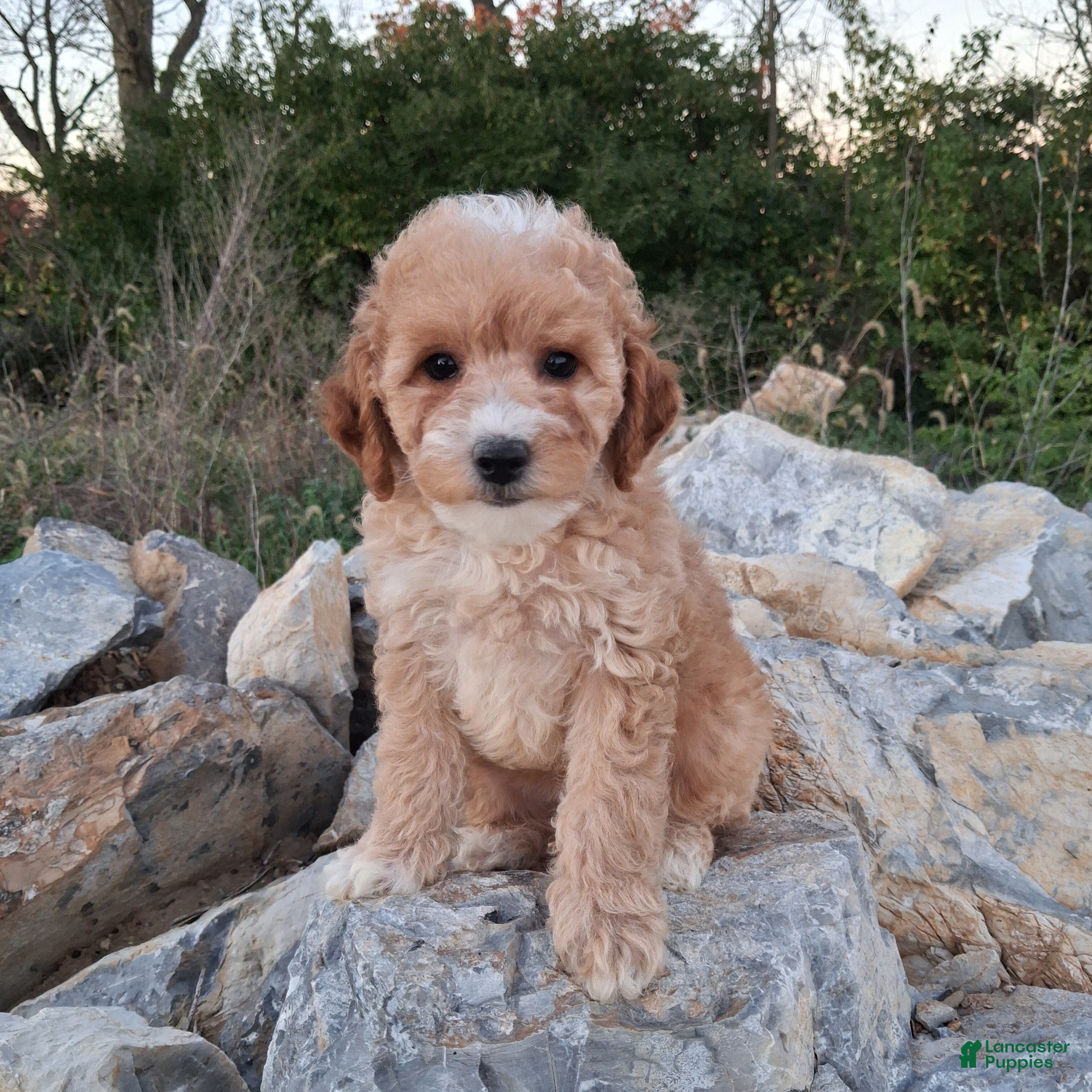 Miniature Poodle dogs Zinna - Ad 1